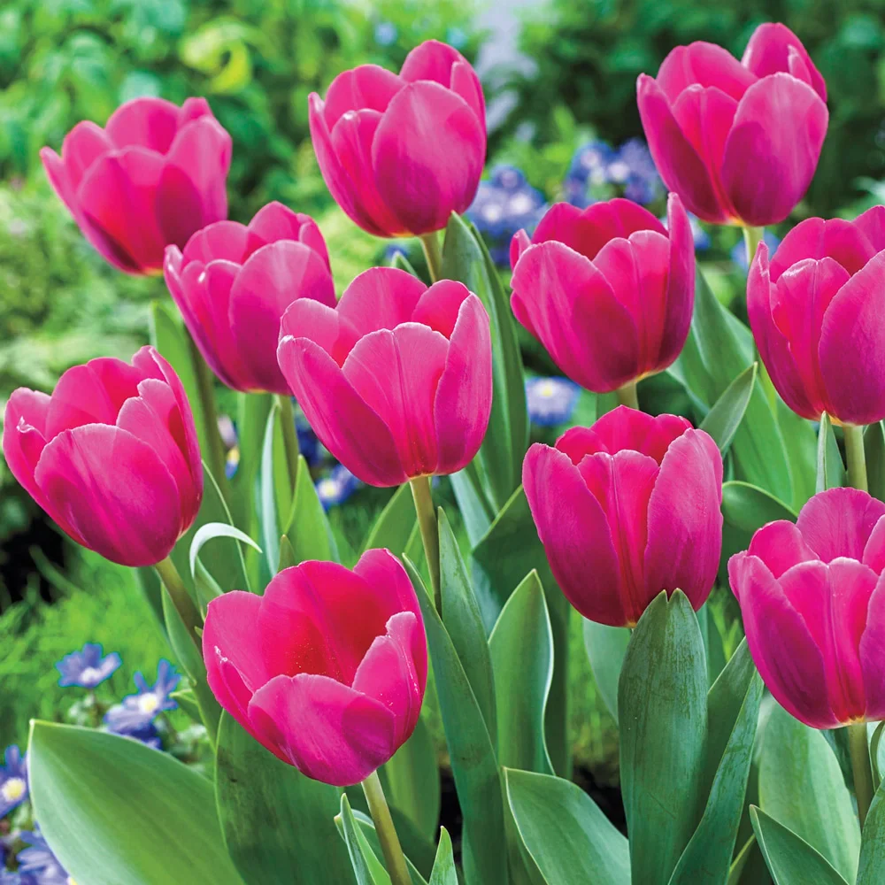 Triumph Tulip Barcelona - Image 3