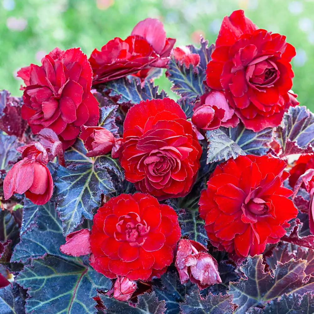 Begonia Switzerland - Image 2
