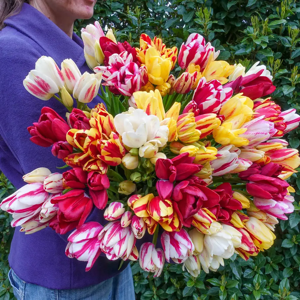 Bouquet Tulip Mixture - Image 2