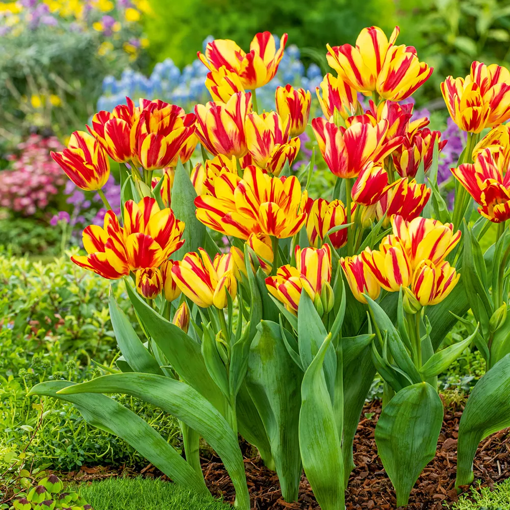 Bouquet Tulip Wonder Club