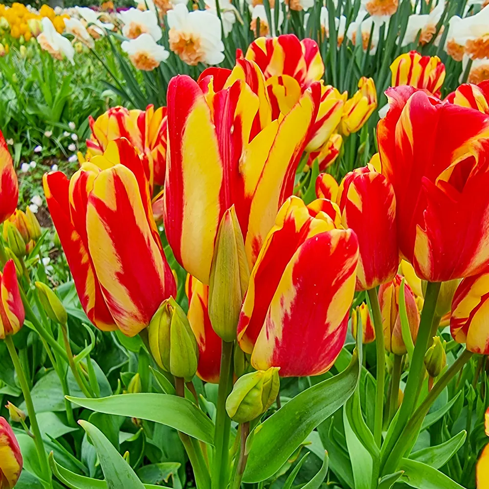 Bouquet Tulip Wonder Club - Image 2