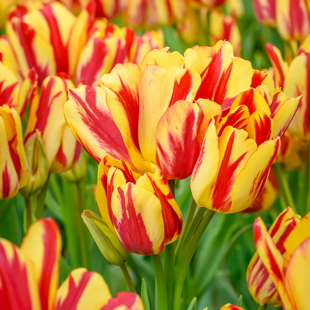 Bouquet Tulip Wonder Club - Image 4