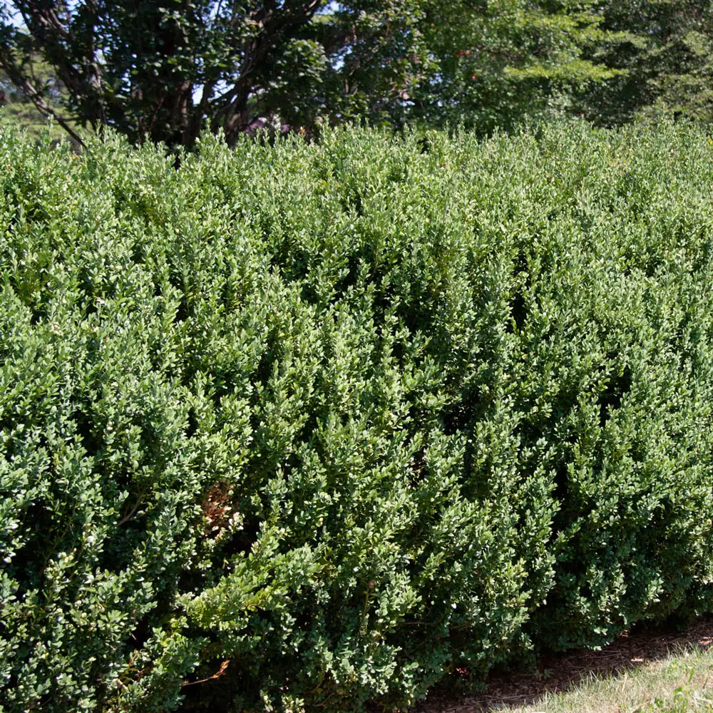 Boxwood Green Mountain Hedge