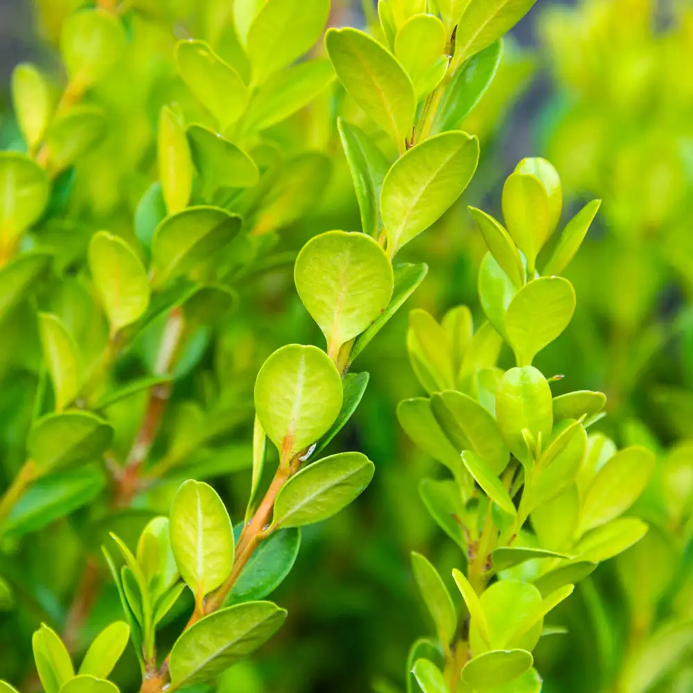 Boxwood Winter Gem Hedge - Image 2