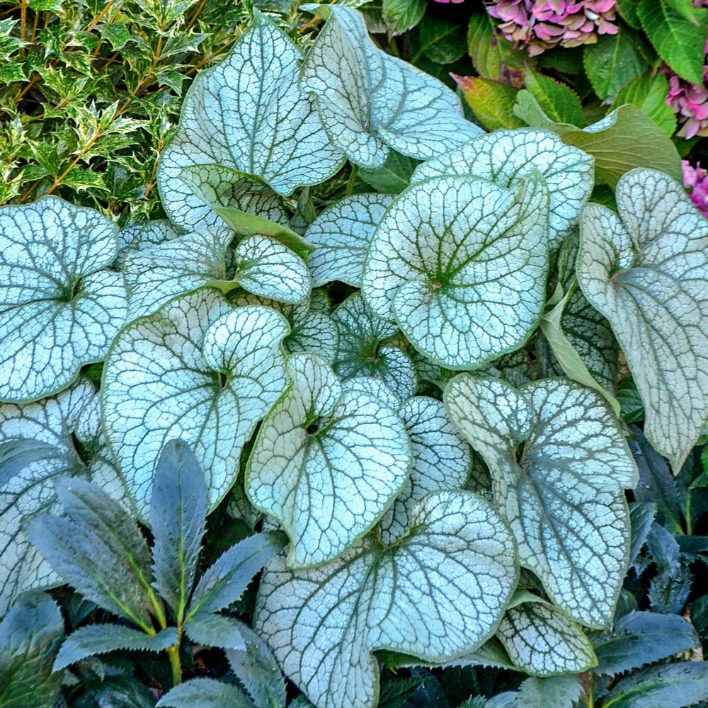 Brunnera Alexander's Great - Image 2
