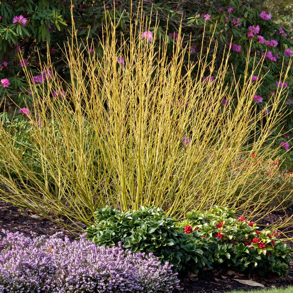 Budd's Yellow Dogwood Hedge