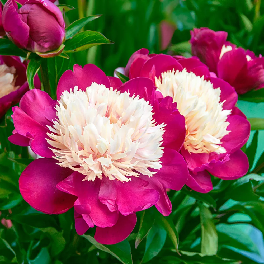 Bush Peony White Cap