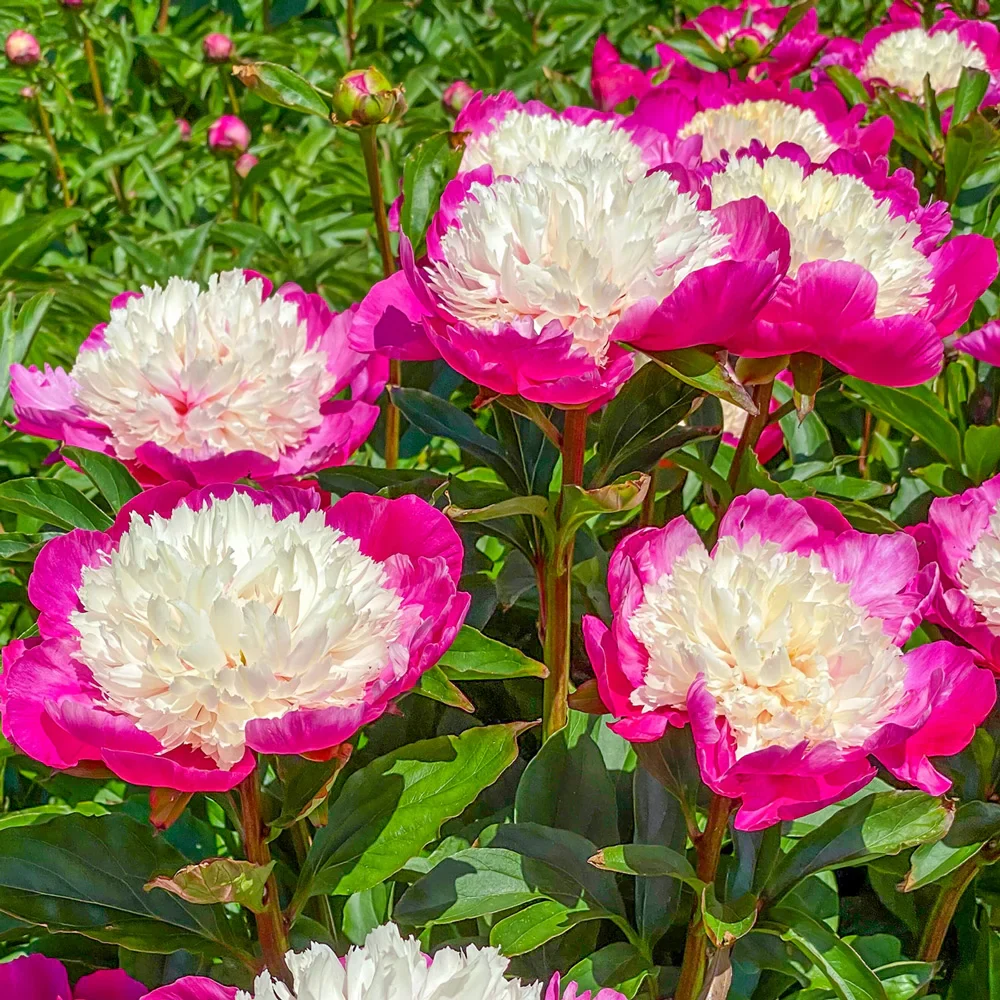 Bush Peony White Cap - Image 2