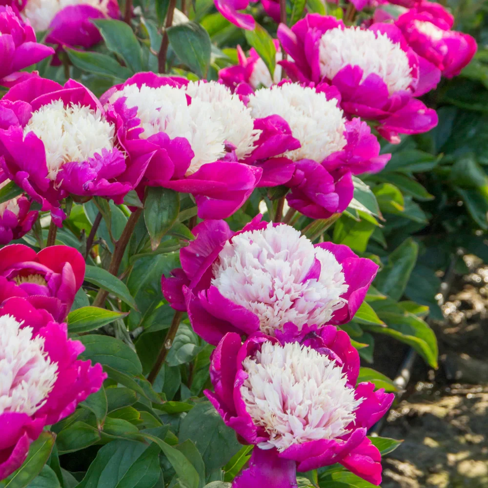Bush Peony White Cap - Image 3