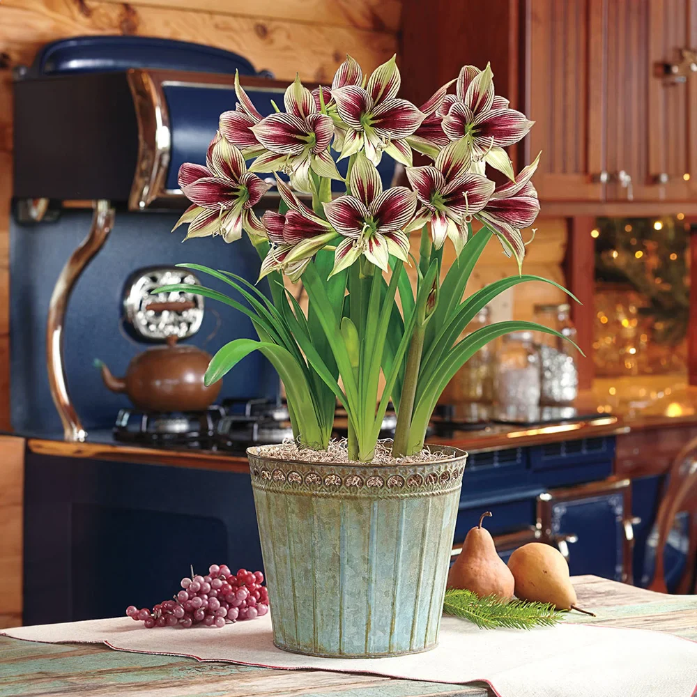 Amaryllis papilio - Image 3