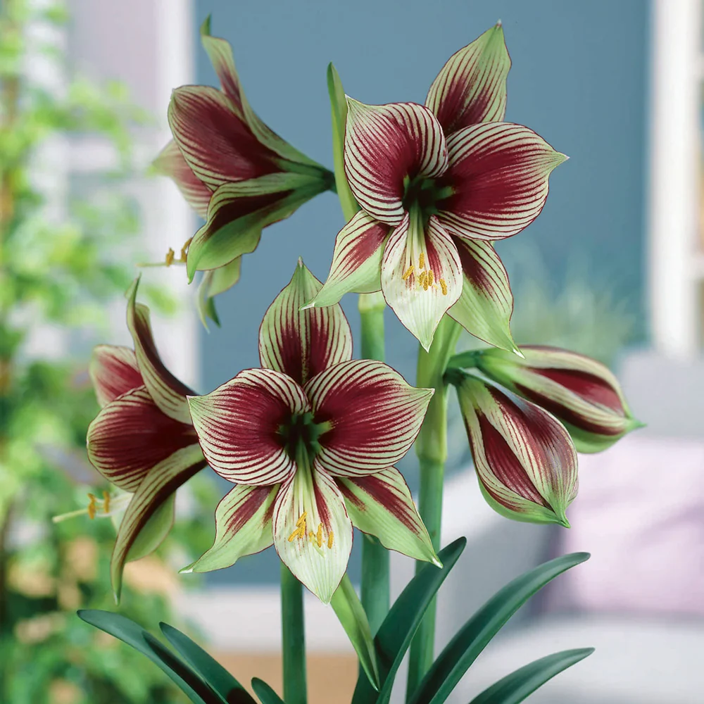 Amaryllis papilio - Image 4