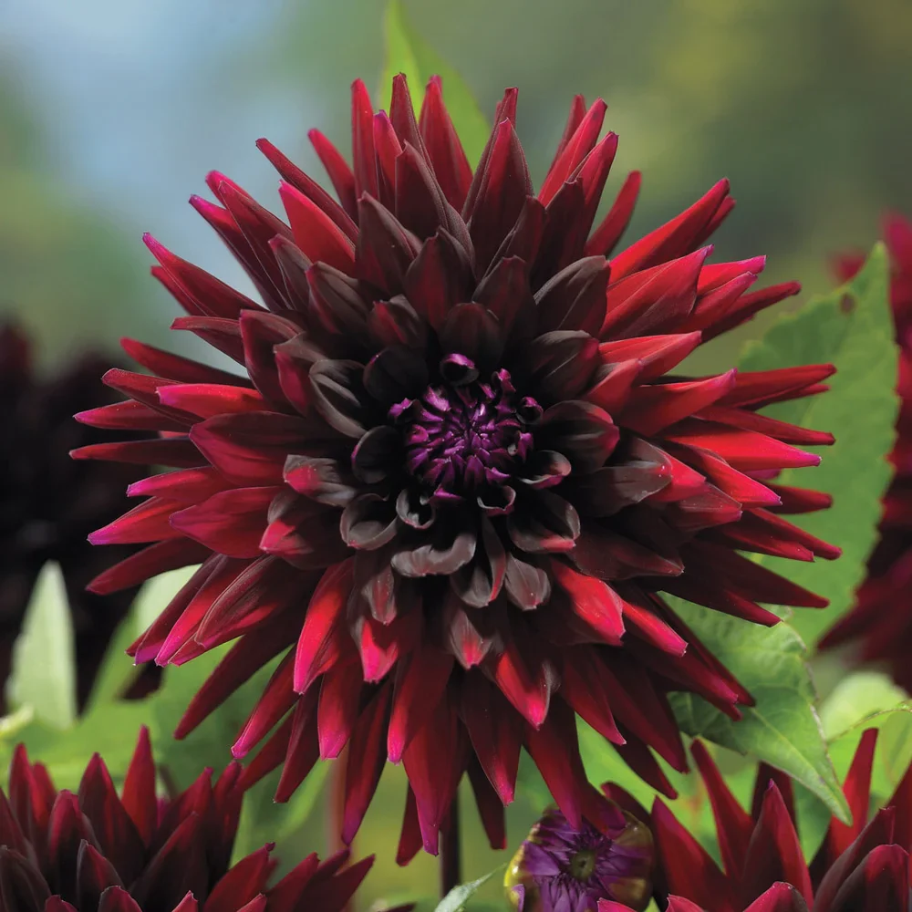 Cactus Dahlia Black Narcissus