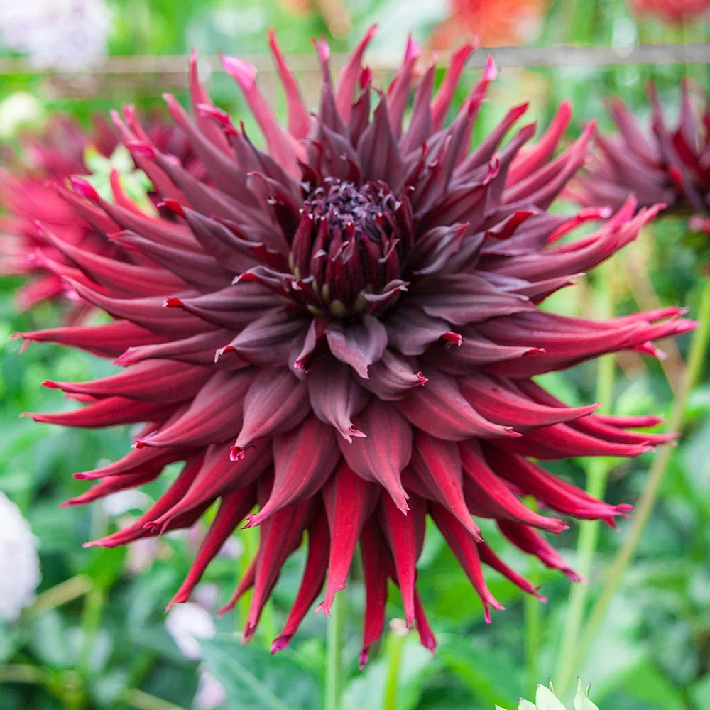 Cactus Dahlia Black Narcissus - Image 2