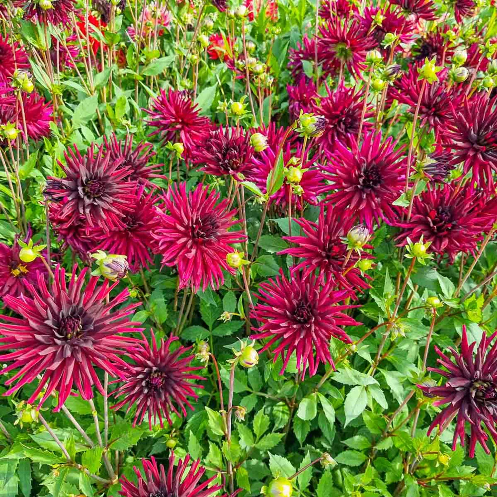 Cactus Dahlia Black Narcissus - Image 3
