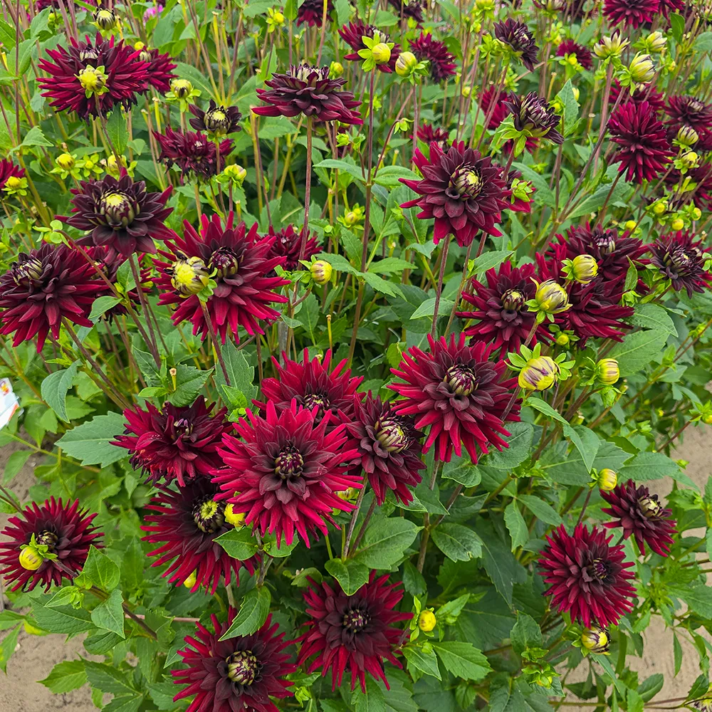 Cactus Dahlia Black Narcissus - Image 5