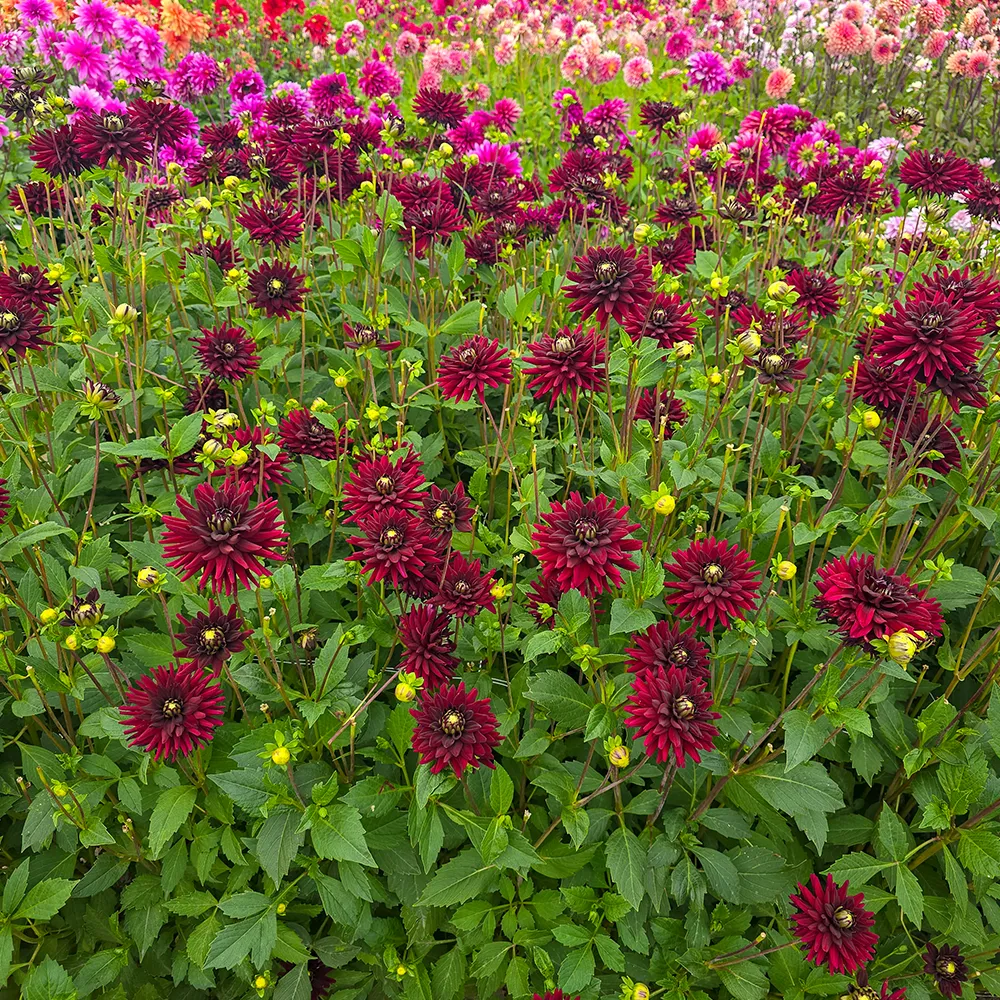 Cactus Dahlia Black Narcissus - Image 6
