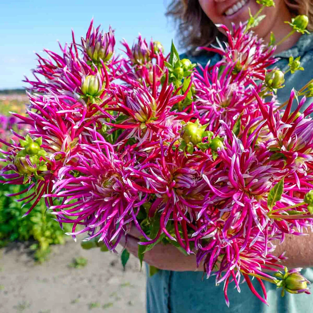 Cactus Dahlia China Town - Image 2
