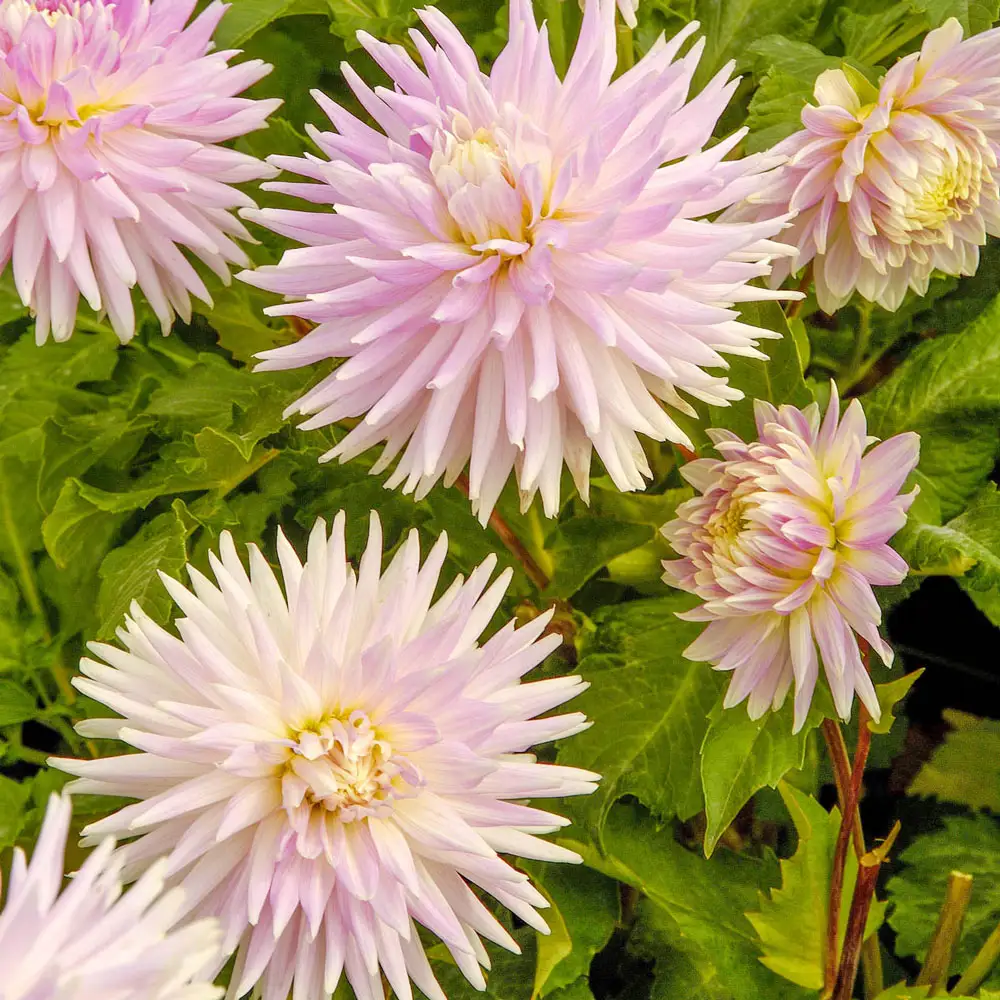Cactus Dahlia Kiev - Image 2