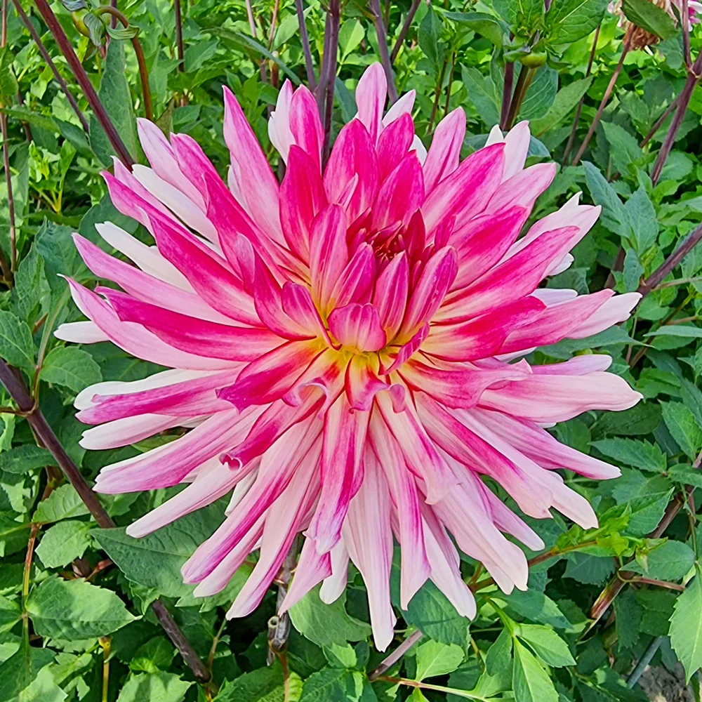 Cactus Dahlia Mingus Julie