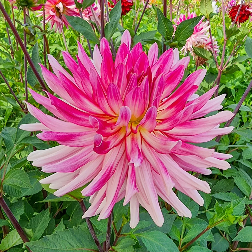 Cactus Dahlia Mingus Julie - Image 2