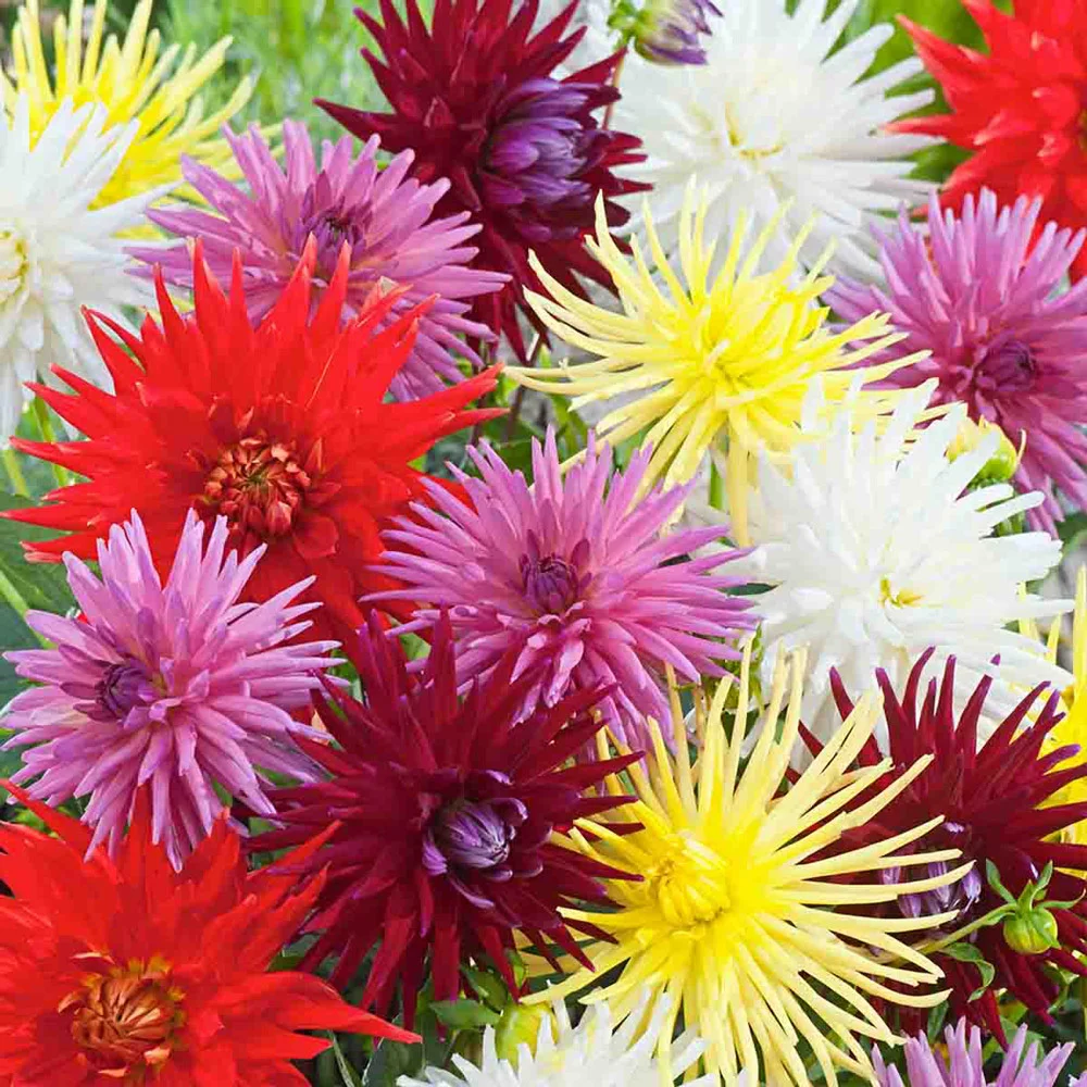 Bright Cactus Dahlia Mix - Image 3