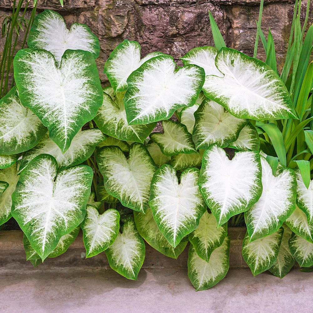 Colorful Shade-Loving Caladium Aaron