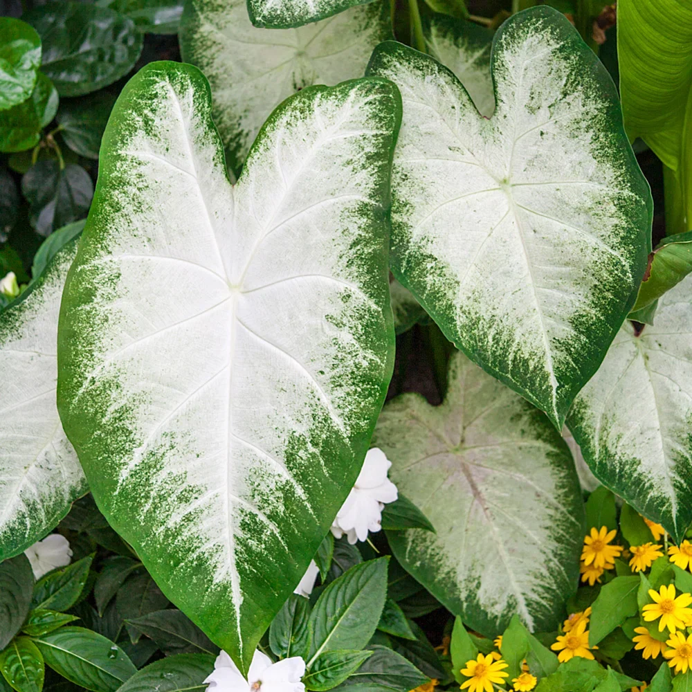 Colorful Shade-Loving Caladium Aaron - Image 3
