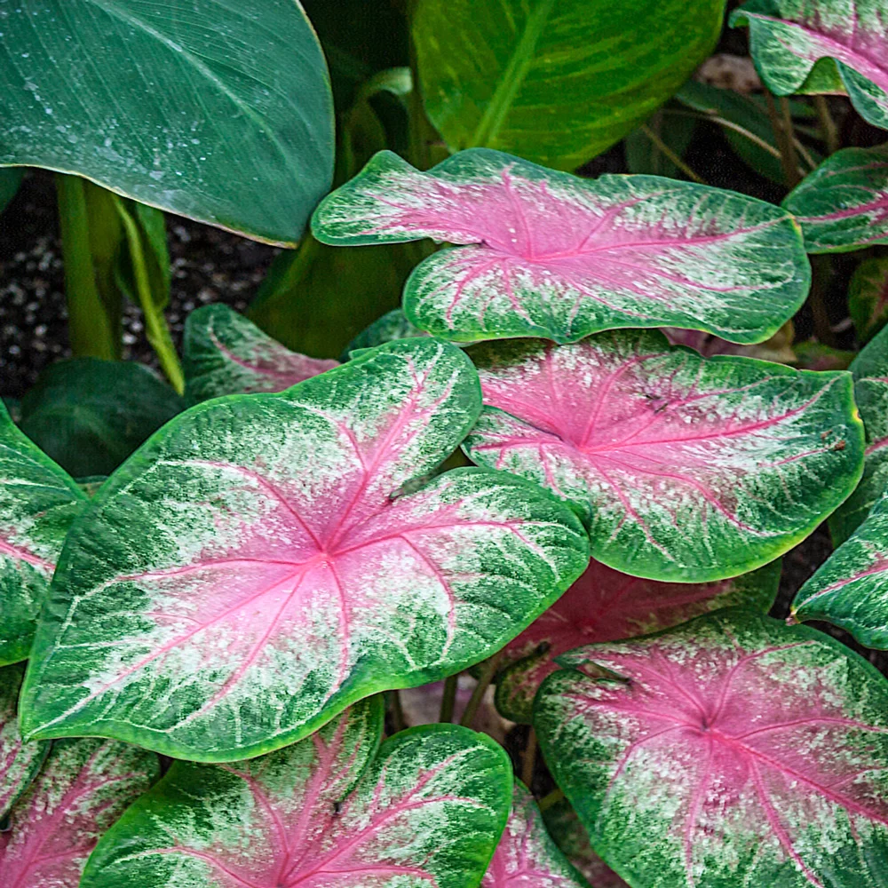 Colorful Shade-Loving Caladium Rosebud