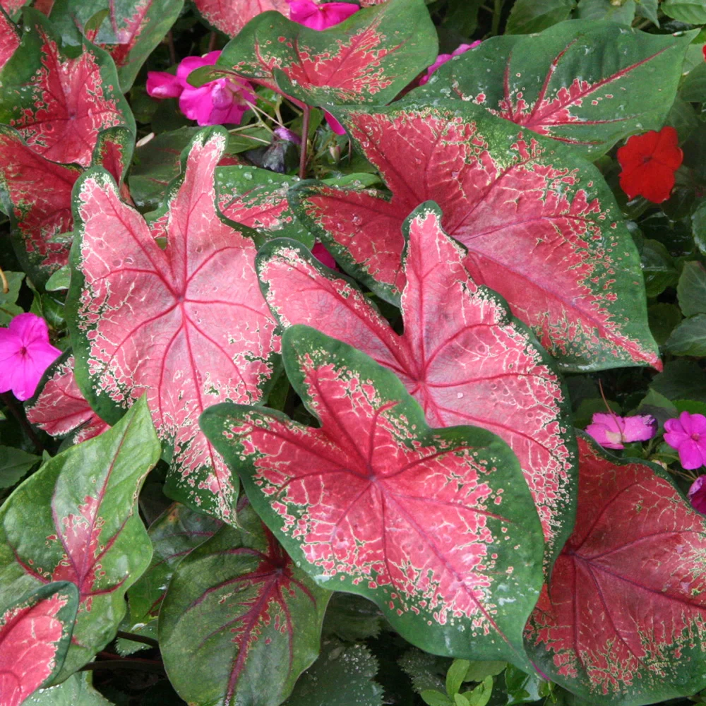 Colorful Shade-Loving Caladium Rosebud - Image 2