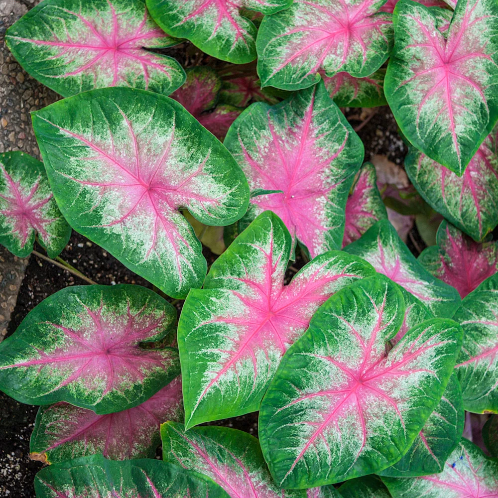 Colorful Shade-Loving Caladium Rosebud - Image 3