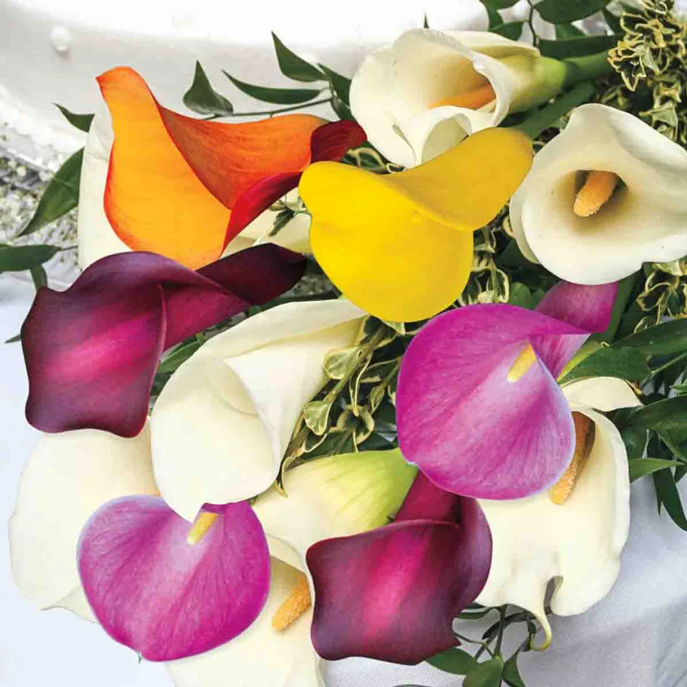 Hybrid Calla Lilies Mix - Image 2