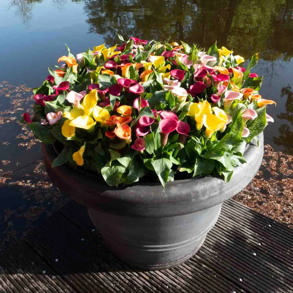 Hybrid Calla Lilies Mix - Image 5
