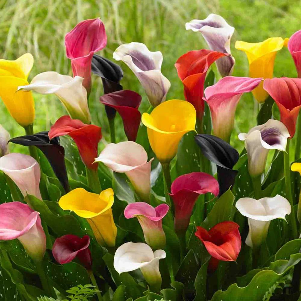 Hybrid Calla Lilies Mix - Image 6