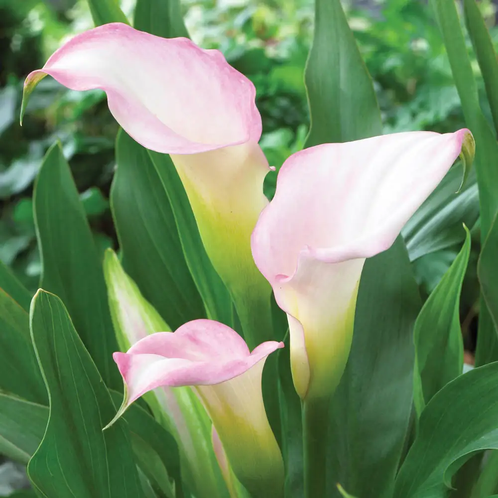 Calla Lily Crystal Blush