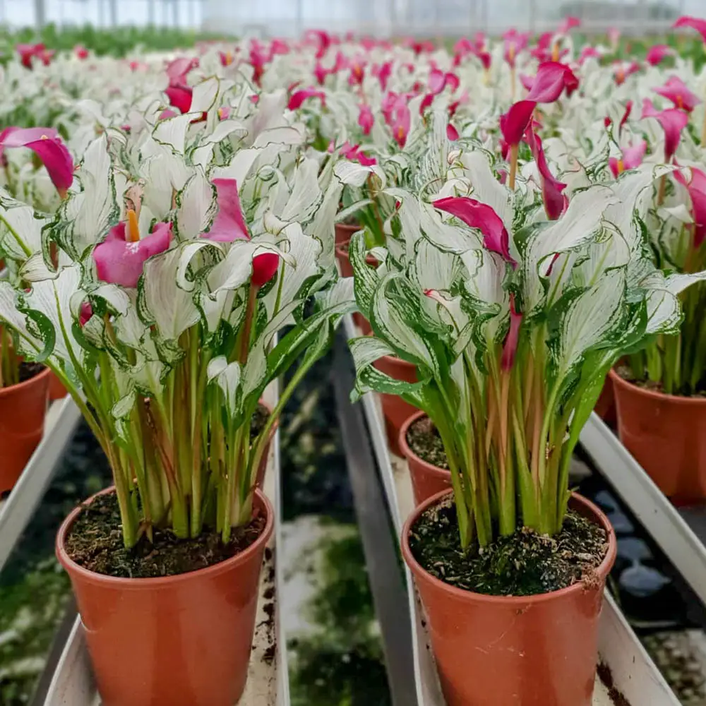 Calla Lily Frozen Queen - Image 2