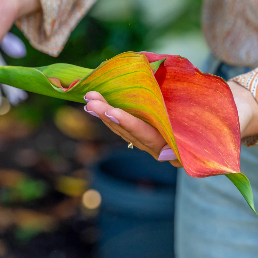 Calla Lily Sunset Passion