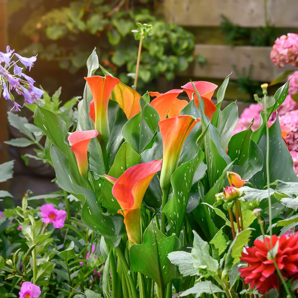 Calla Lily Sunset Passion - Image 4