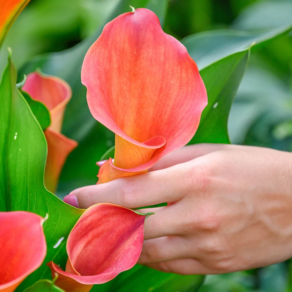 Calla Lily Sunset Passion - Image 5