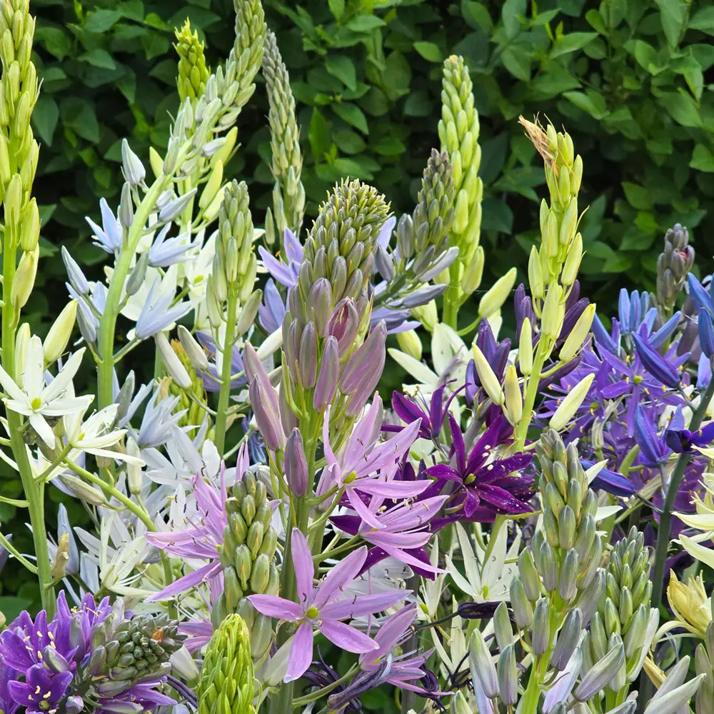 Camassia Breeders Mix - Image 2
