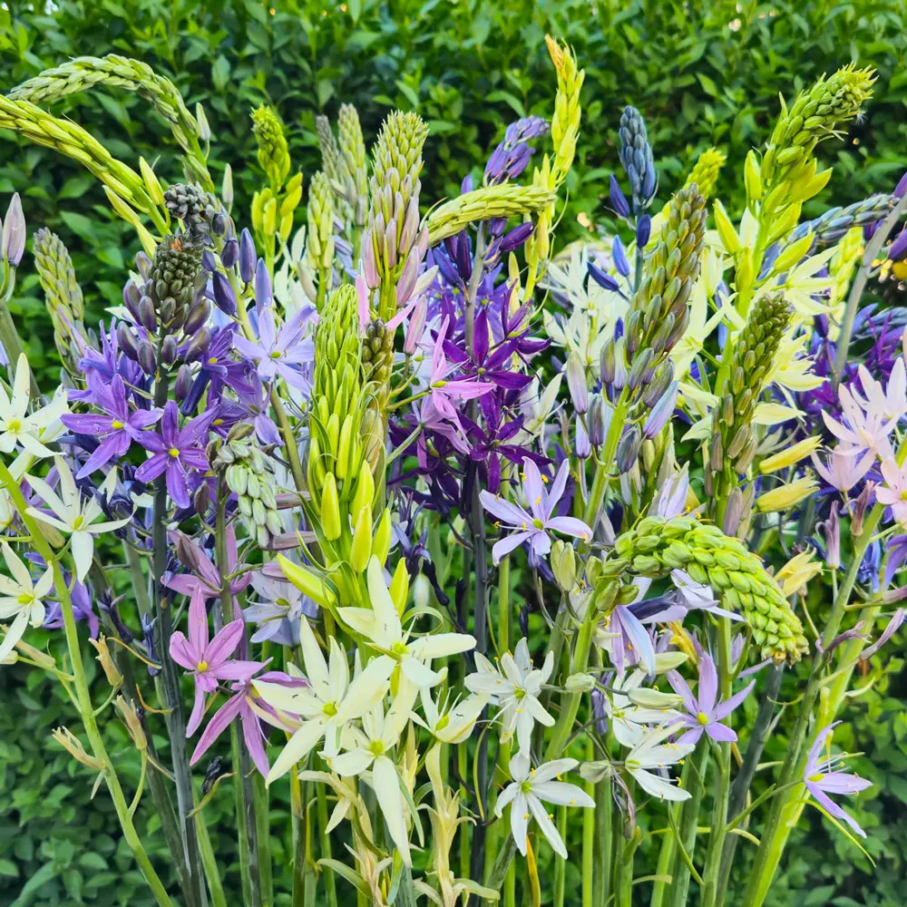 Camassia Breeders Mix - Image 5