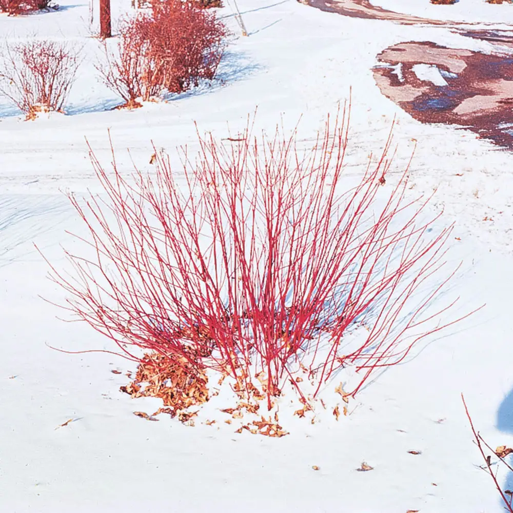 Cardinal Red Twig Dogwood Hedge - Image 3