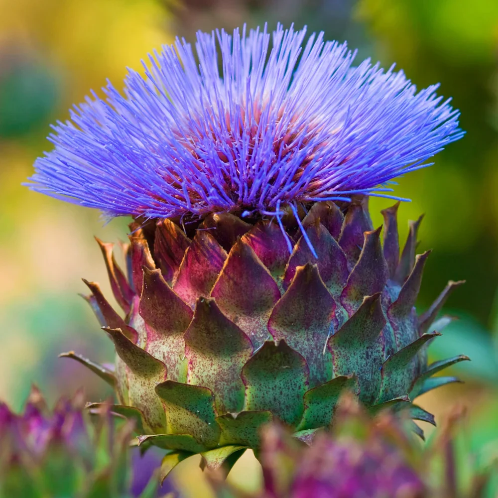 Cardoon (Globe Artichoke)