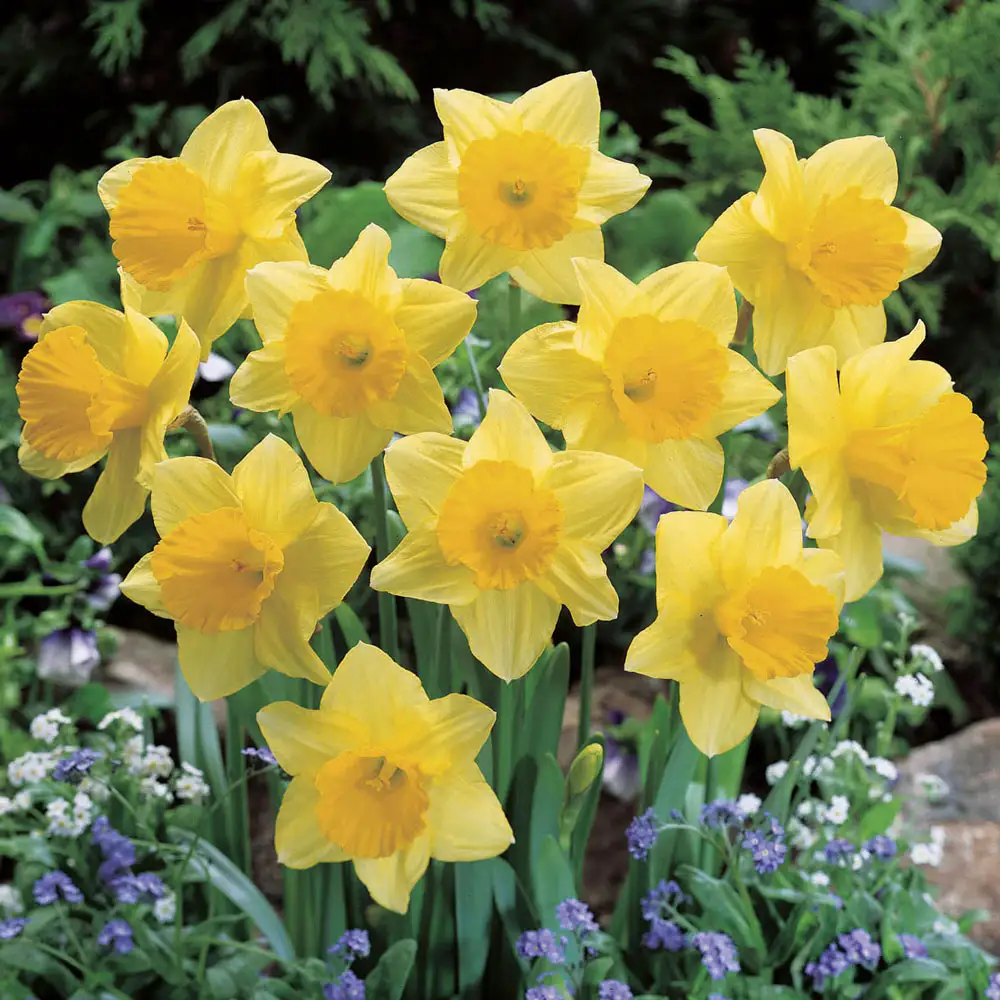 Large Cupped Daffodil Carlton - Image 2