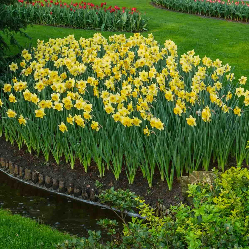 Large Cupped Daffodil Carlton - Image 5