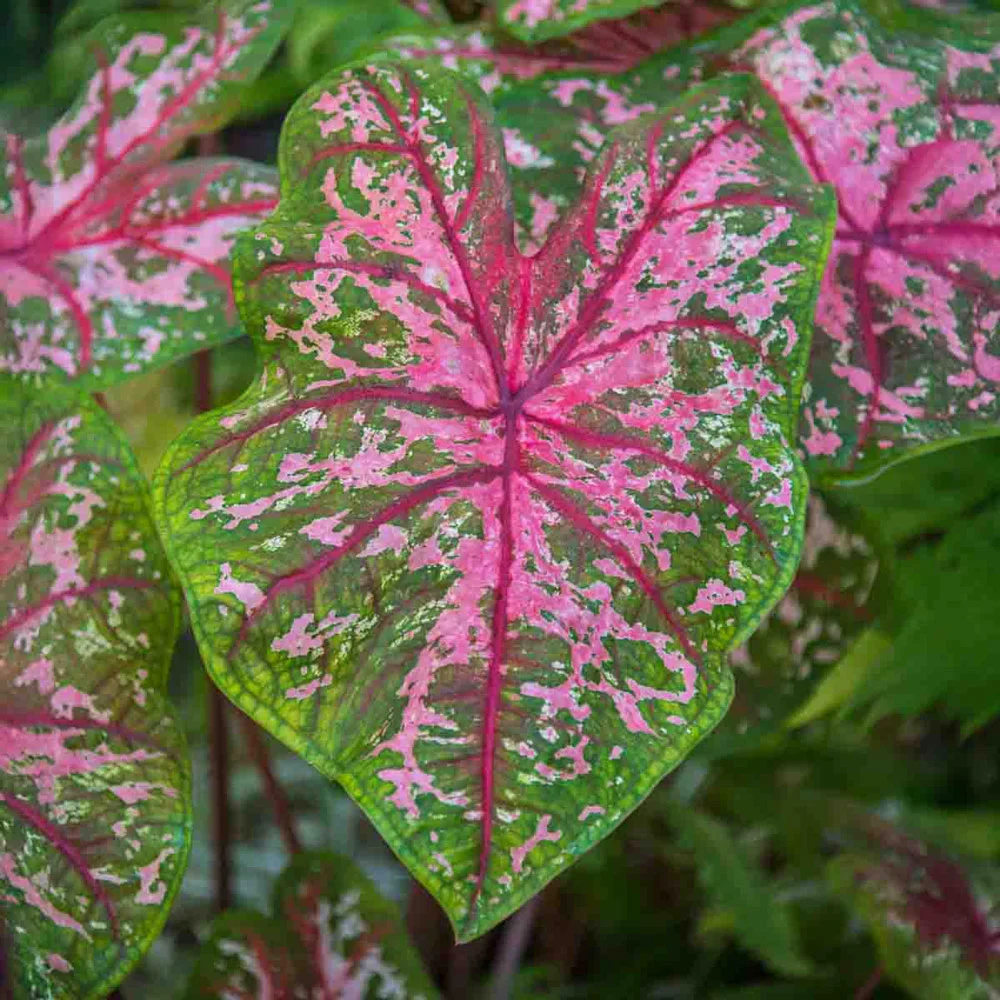 Caladium Carolyn Whorton - Image 3