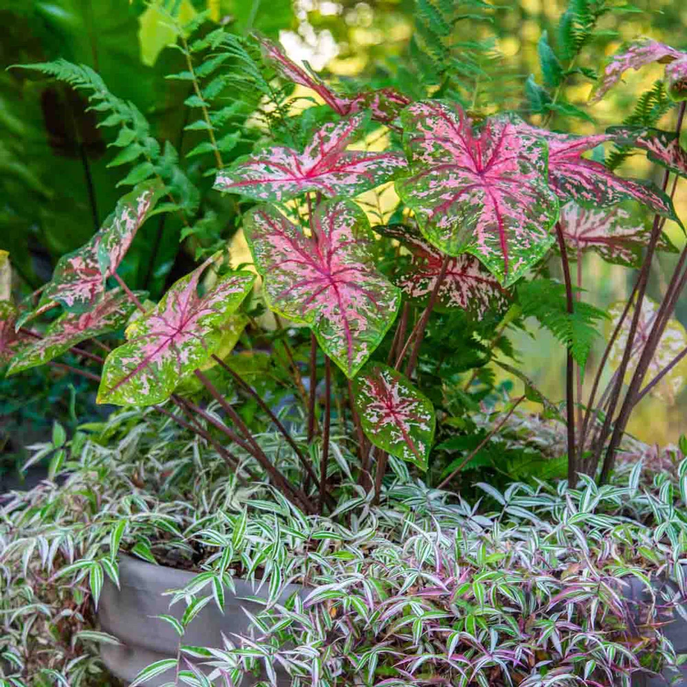 Caladium Carolyn Whorton - Image 4