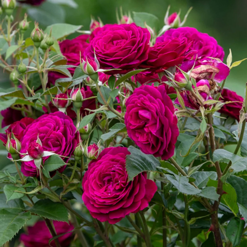 Celestial Night™ Floribunda Rose - Image 3
