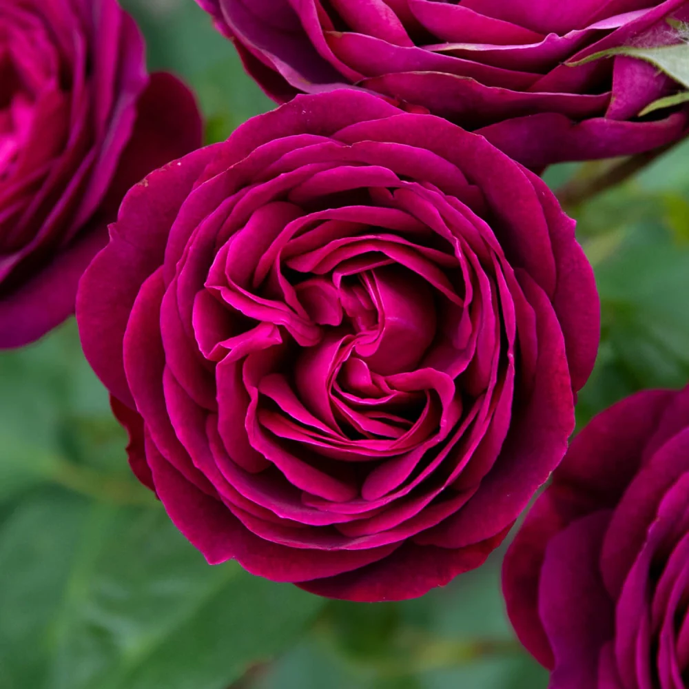 Celestial Night™ Floribunda Rose - Image 4