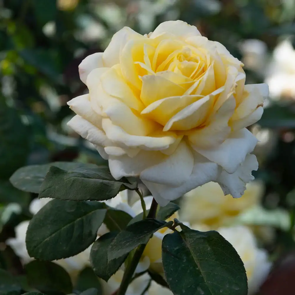 Chantilly Cream Hybrid Tea Rose