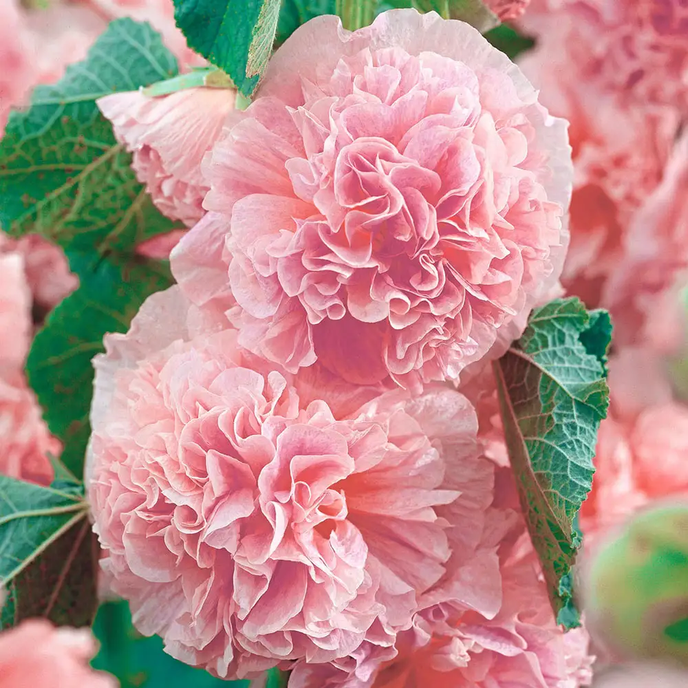 Chater's Pink Double-Flowered Hollyhock